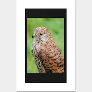 kestrel Posters and Art